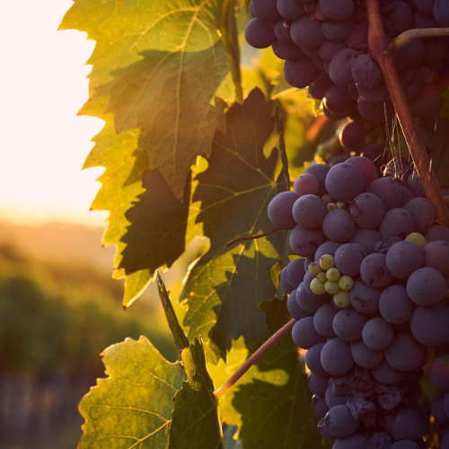 Vignes coucher de soleil Chinon